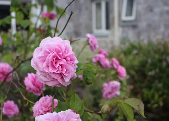 住宿加早餐酒店 Forest Park House 波伊尔